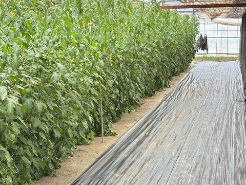 抜群の味！フルーツトマト　1kg