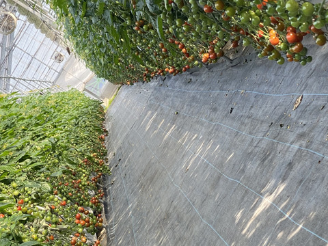 お試しセット！『優M〜L』さぬきのめざめ500g+ミニトマト300g