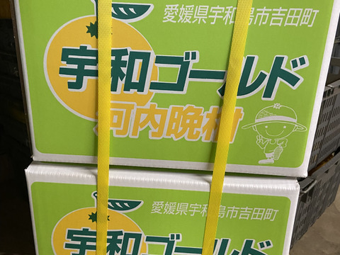 【選果落ち】さわやかな酸味と甘み！サンプル糖度９度以上！暑い季節は宇和ゴールド（河内晩柑）（20ｋｇ）二箱をバンドで縛ってお送りいたします。