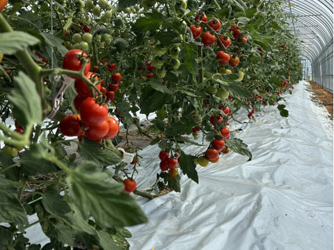 〈人気品種〉旨みたっぷり！ほれまるミニトマト　1.5kg