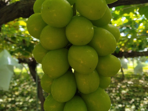 甘みと酸味のバランスが良い「ナガノパープル」4～5房約2ｋｇ