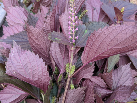 赤紫蘇 茎付きの葉10本以上 赤しそ 赤じそ（約25cm）農薬除草剤等不使用🏣ゆうパック◆グラム数は実際のグラムではないので本数でお選びください◆※常温発送