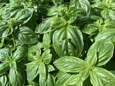 訳あり！バジル農家の採れたて生バジル　５００g