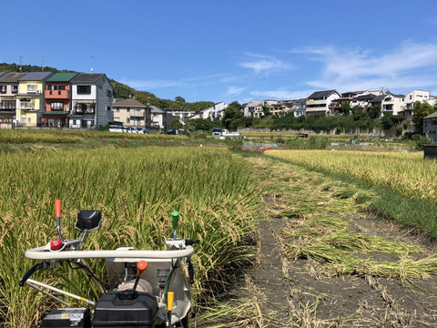 天日干し　ヒノヒカリ　新米10kg