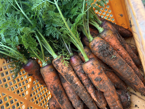 香りも味も濃い！黒田五寸人参3kg