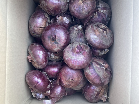 新玉ねぎ！ケルたまルビー！10kg！