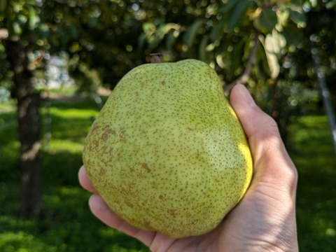 山形県産　ラ・フランスとサンふじりんご詰め合わせ　約2kg　家庭用ギフト用にどうぞ！