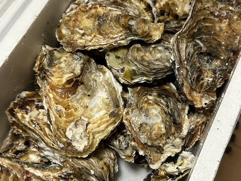 【水産庁補助事業　送料無料】🦪 生食用３ｋｇ（18~48粒） 殻付き 牡蠣 牡蛎 殻付き牡蛎 kaki カキ 松島牡蠣屋 生牡蠣にも、BBQに最適🔥 海産物 オイスター A