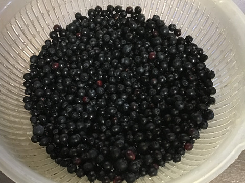 生でお届け!幻のビルベリー 150g