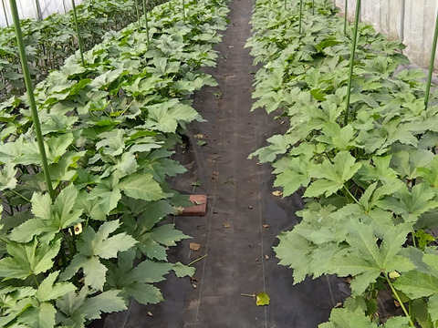 信州産やわらかオクラ9〜10本(約100g) ✕ 10袋