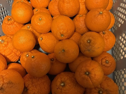 【訳あり】小さくても不知火！平均糖度１５度！樹上完熟2ｋｇ程度