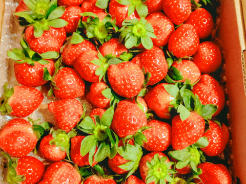 ⑤真心農園  あまりん  バラ詰め870g×１箱（粒の大きさ・果形 混在）TCAMBR1B