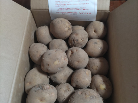 【期間限定】訳ありじゃがいも　キタアカリ　5㎏