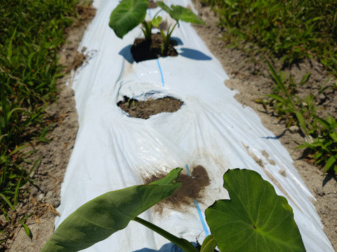 秋の自然栽培野菜LLセット7種類〜《12月、自然栽培野菜5.5kg前後80サイズ》朝採りで超新鮮［季節の固定種在来種専門農家だからできる］淡路島から初収穫固定種人参いり