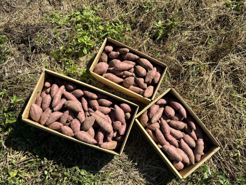 さつまいもはそのやま農園　“さつま紅はるか”　食べやすくて人気のミニミニひとくちサイズ  今シーズンも貯蔵物がスタートで超絶おいしい！【5ｋｇ】　画像は10ｋｇです　有機ＪＡＳ　箱を含まない5ｋｇ入