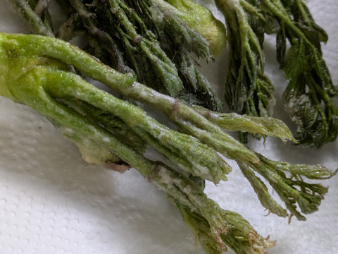 タラの芽　たらのめ　天然　山菜　約300-400ｇ程度　サイズバラバラ