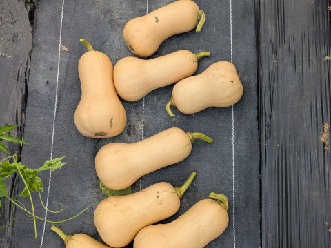NEWS - かぼちゃ 今年も期間限定のかぼちゃぱん(280円)が大人気です！ 2、3枚目は