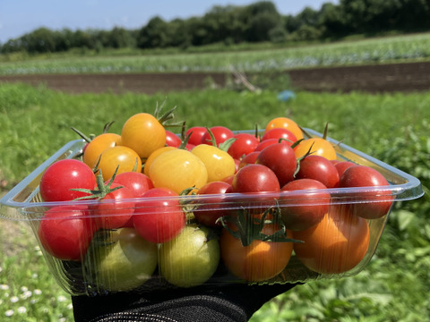 【自然栽培】カラフルトマト約8種mix《60サイズ》