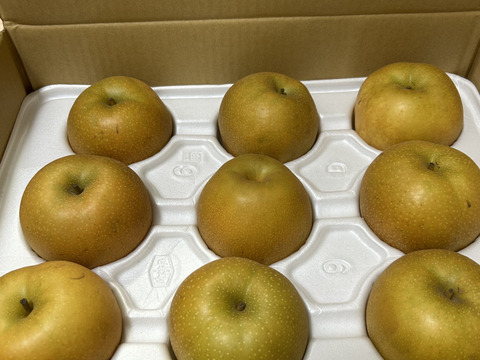 鳥取県産梨『新甘泉』5kg(8~14玉) 秀品：鳥取県産の新甘泉｜食べチョク