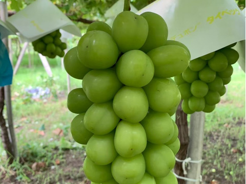 『ご褒美シャイン』シャインマスカット房1kg