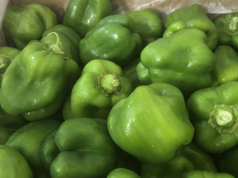 最も  茨城県産】ピーマン 2.5kg：茨城県産のその他ピーマン ちぐさ 野菜