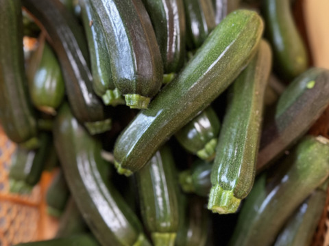 【訳あり】ズッキーニ　群馬県東吾妻町産　13kg