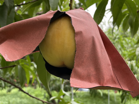 【2025年ラスト・ご自宅用】黄金桃★マンゴーの様なとろける果肉の黄色い桃です（2㎏箱）