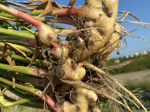新！幻の三州生姜　爽やかな香りと辛味があなたを魅了します【2kg】