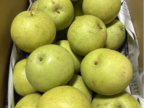 幻の和梨 かおり梨 訳あり家庭用 箱込5.5キロ 香豊かでジューシーで