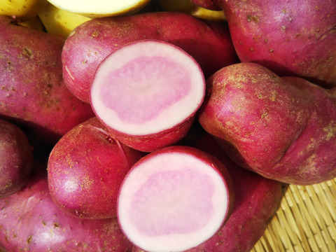 【新じゃが　春モデル】
赤いジャガイモ・ゴールドなジャガイモ
世界農業遺産ブランド野菜
