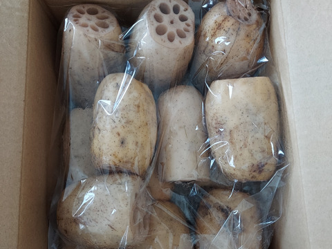 B品　※2キロ入り　節無し　久保の蓮根
