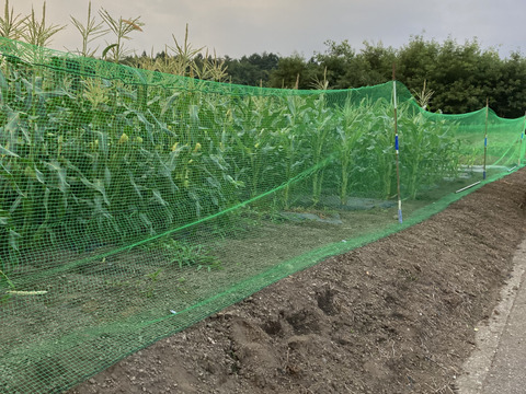 【食べ納め】生でもOK!!フルーツみたいなとうもろこし《恵味ゴールド》