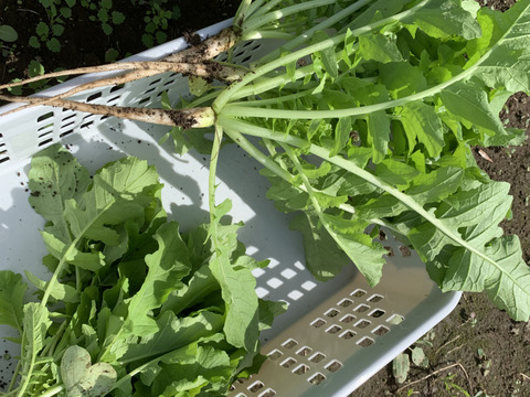 採りたてをぜひ！大根葉1.2kg