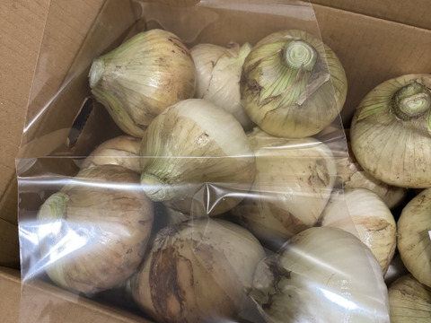 【家庭用】元気いっぱいの淡路島 新玉ねぎ！（10ｋｇ）【ひょうご安心ブランド認証】シェアや飲食店さん向け　訳あり