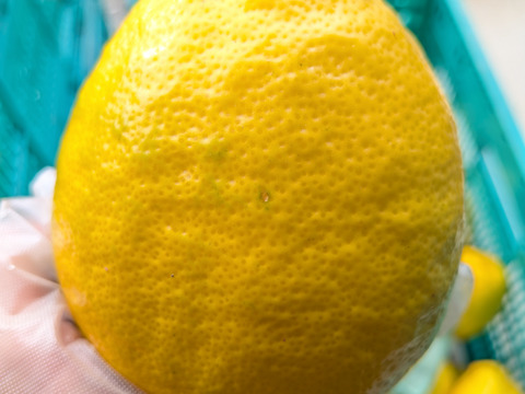 果汁たっぷり！日本平ソーラーレモン®璃の香（りのか）【静岡県産】約1.8キロ ワックス・防腐剤不使用『期間限定』