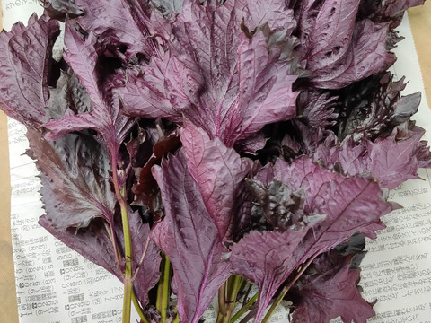 赤紫蘇600ｇ★期間限定　パチャママ農園　“天神赤しそ”　梅干し作りや紫蘇ジュース　梅