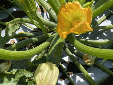【五感を揺さぶる古代野菜】厚切りステーキで味わう『古代ズッキーニ』じゅわっと溢れる濃密な旨味🥒☆古代種ブランド野菜【農薬不使用】【化学肥料不使用】【品種改良なしの固定種野菜】🥒6月上旬予約🥒