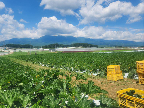八ヶ岳高原の恵み満載！新鮮野菜5種詰め合わせセット