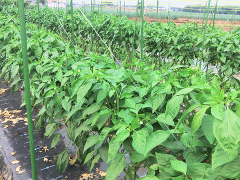 【茨城県産】ピーマン　ちぐさ　2.5kg