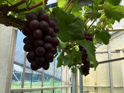 希少品種〔黒いバラード〕種なし皮ごと🍇約１ｋｇ　クール便送り