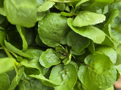 【1kg】兵庫県但馬産　ごちそうクレソン［サイズ80］