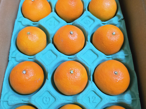 【贈答用】【紅プリンセスと同品種】プリンセス（甘平とまどんなの新品種）【熨斗対応可】