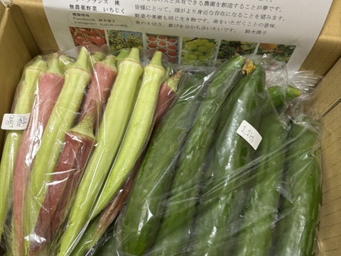《山形のダシ》カラフルオクラと自根キュウリセット(農薬不使用)