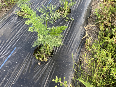 旬べじ詰め合わせ（少量希望の方におすすめです）