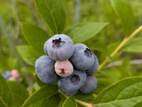＜自然栽培の生ブルーベリー　５００ｇ＞肥料不使用、農薬も不使用、きめ細かな食感で美味の≪ハイブッシュ系生ブルーベリー≫を八ヶ岳南麓よりお届します