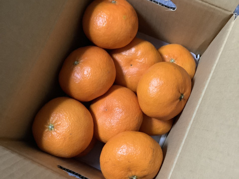 《豊作割引》【家庭用】甘平 3.5kg ギッシリ果肉のシャキシャキ食感♡愛媛限定高級柑橘♫愛媛みかん！！