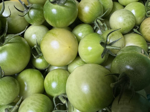 【数量限定】青トマト！未熟青採りミニトマト　家庭用1.8kg