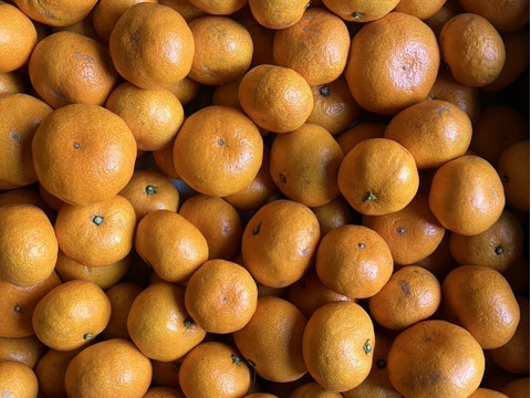 【濃厚！絶品！蔵出し！】やみつき　尾崎温州みかん　３kg