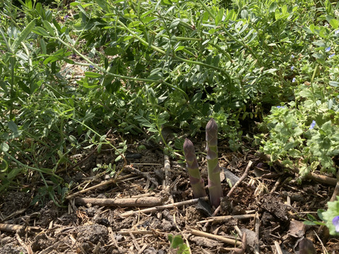 今は珍しい露地栽培アスパラ！！4月末、5月頭が旬！！　太めLサイズ　1㎏