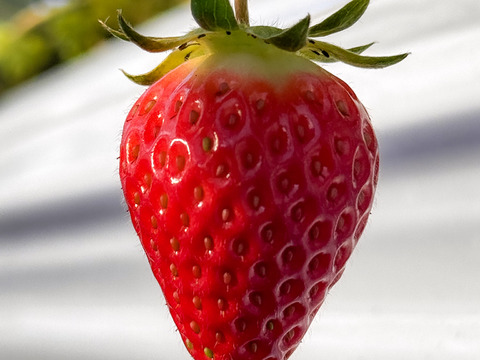 【軽井沢高原プレミアムいちご・スターナイト・贈答品】スターナイト品種指定商品☆特別な検査機で１粒ずつ糖度を測定した厳選いちご☆化学農薬を限界まで抑えたこだわりの当園独自農法（15粒または18粒入り）